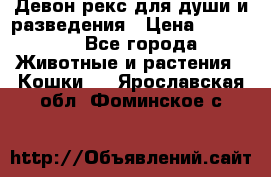 Девон рекс для души и разведения › Цена ­ 20 000 - Все города Животные и растения » Кошки   . Ярославская обл.,Фоминское с.